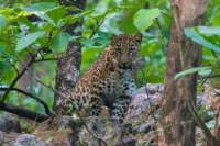 _india_18nov2023_pench78_small.jpg