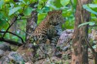 _india_18nov2023_pench79_small.jpg