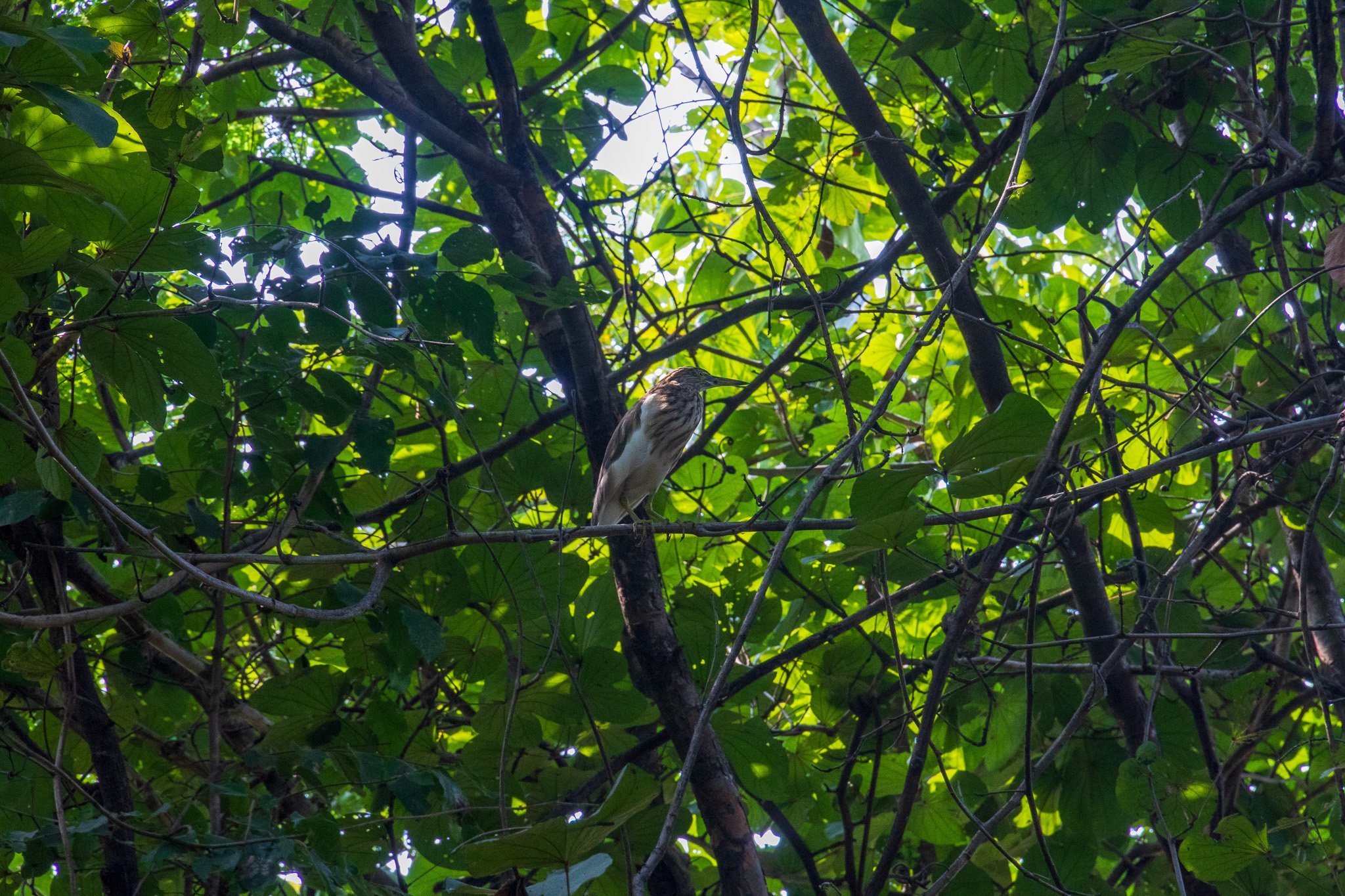 _india_18nov2023_pench8.jpg
