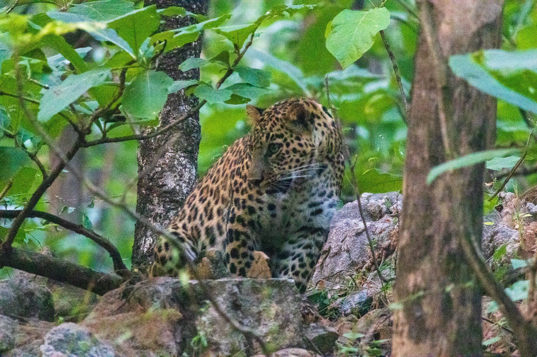 _india_18nov2023_pench81.jpg