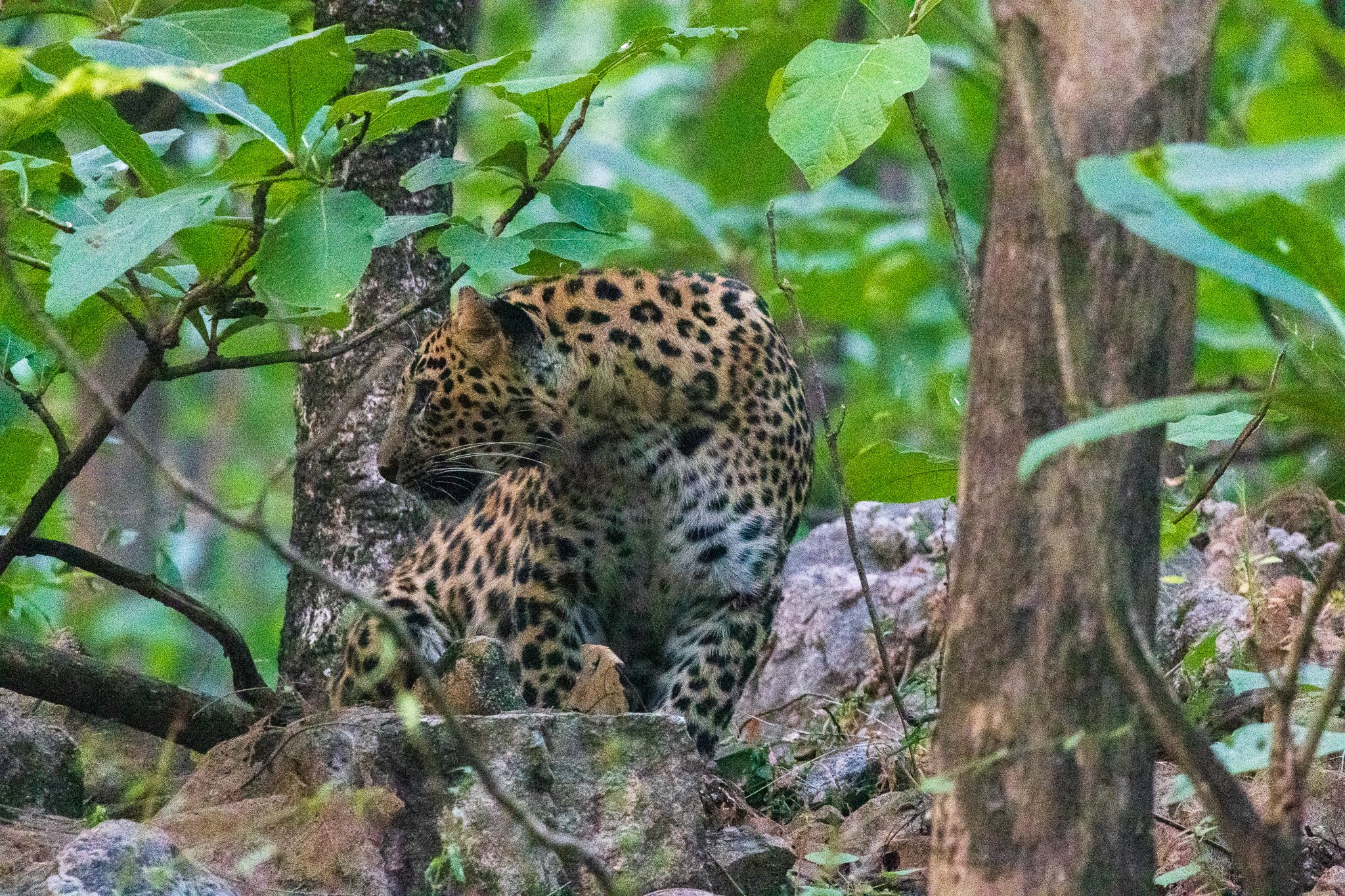 _india_18nov2023_pench83.jpg
