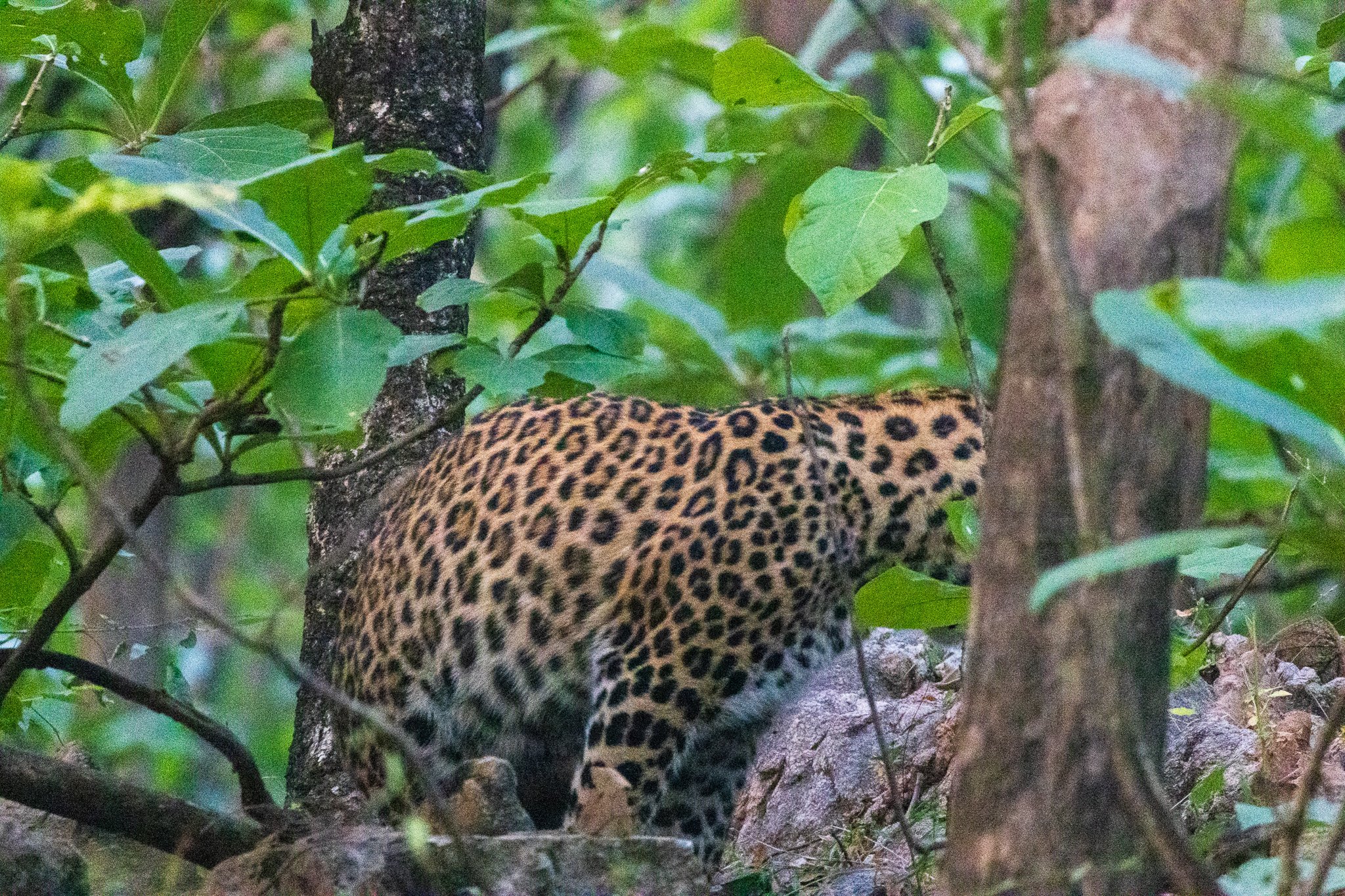 _india_18nov2023_pench87.jpg
