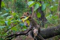 _india_18nov2023_pench90_small.jpg