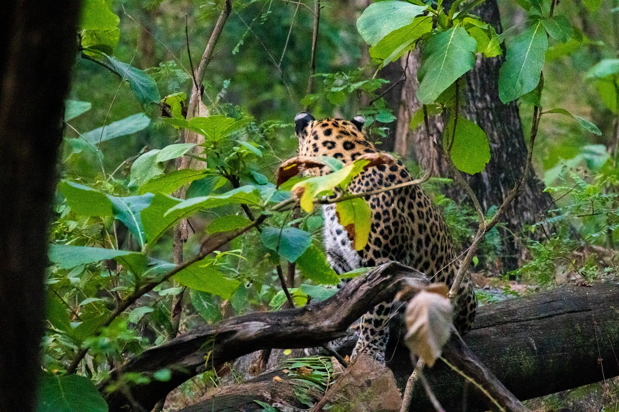 _india_18nov2023_pench92.jpg