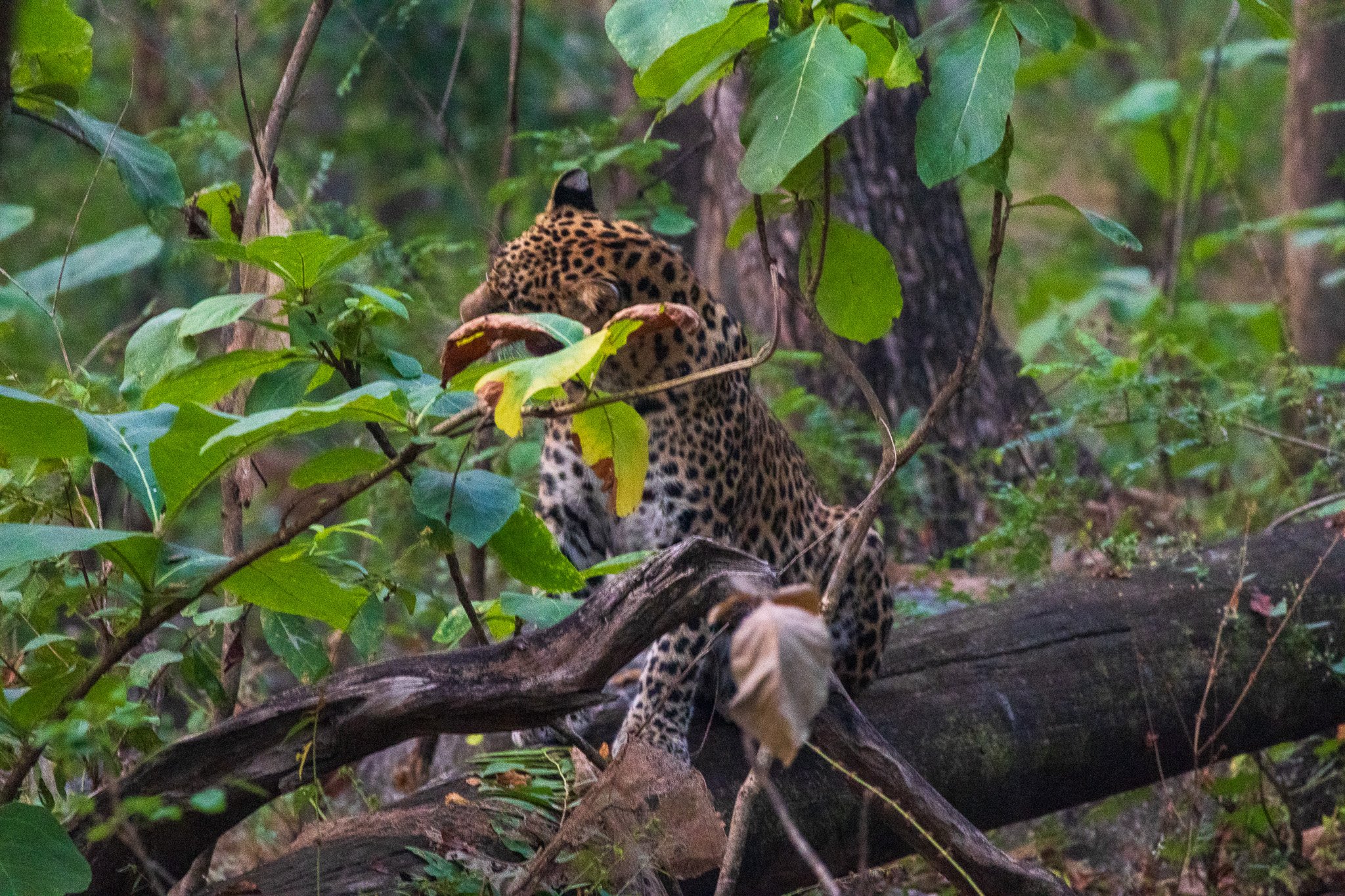 _india_18nov2023_pench95.jpg