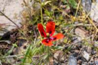 kazaky_4_22apr26_0350_small.jpg