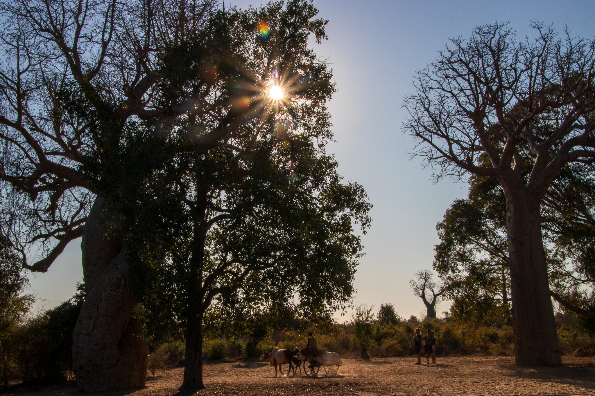 _25lug24_baobab101.jpg