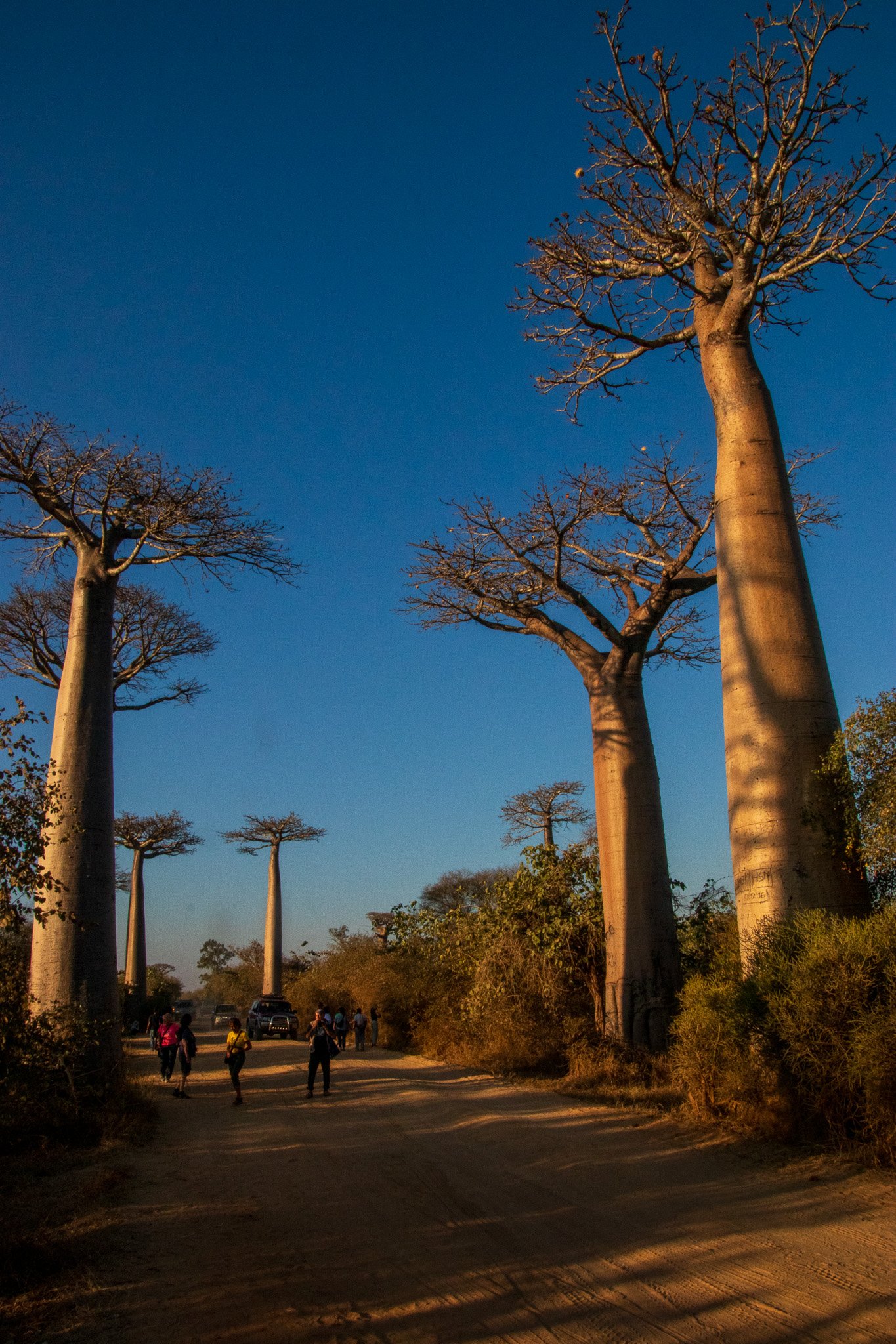 _25lug24_baobab116.jpg