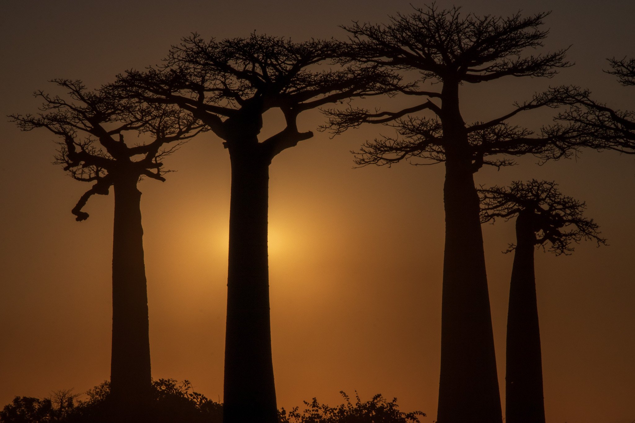 _25lug24_baobab127.jpg