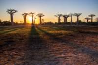 _25lug24_baobab128_small.jpg