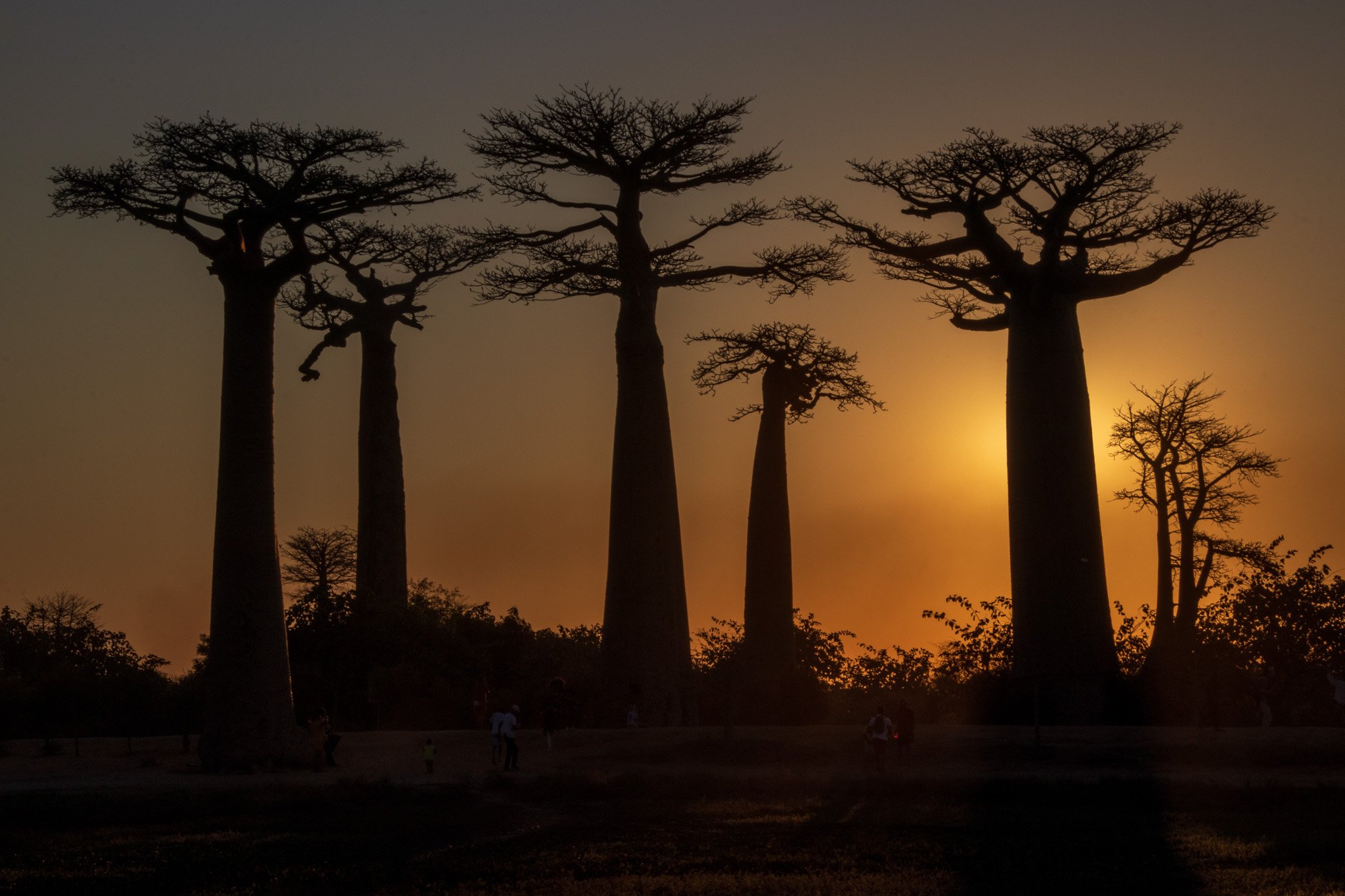 _25lug24_baobab130.jpg