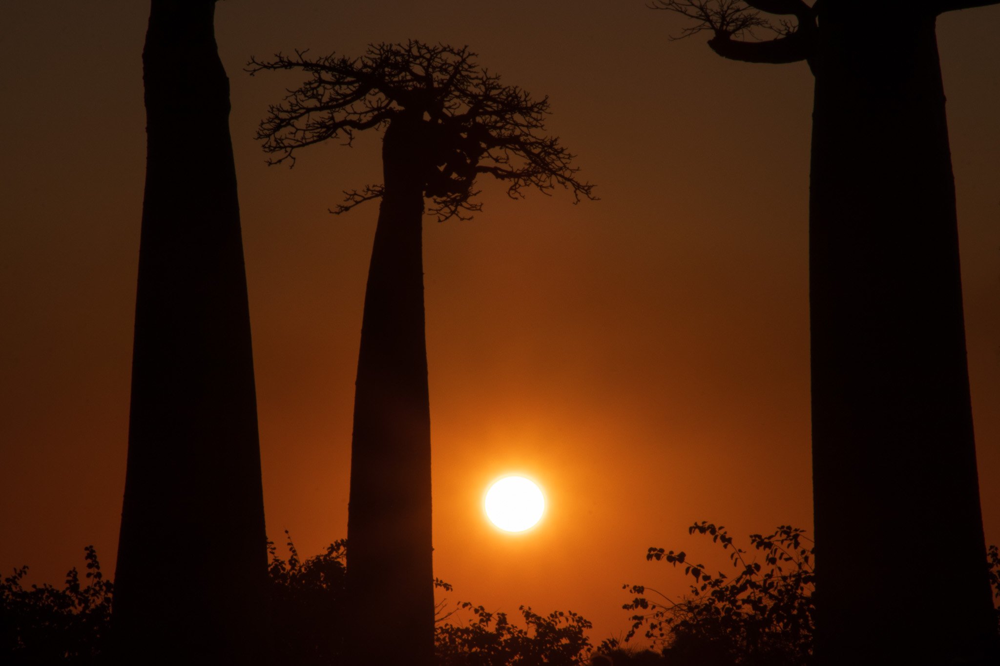 _25lug24_baobab139.jpg