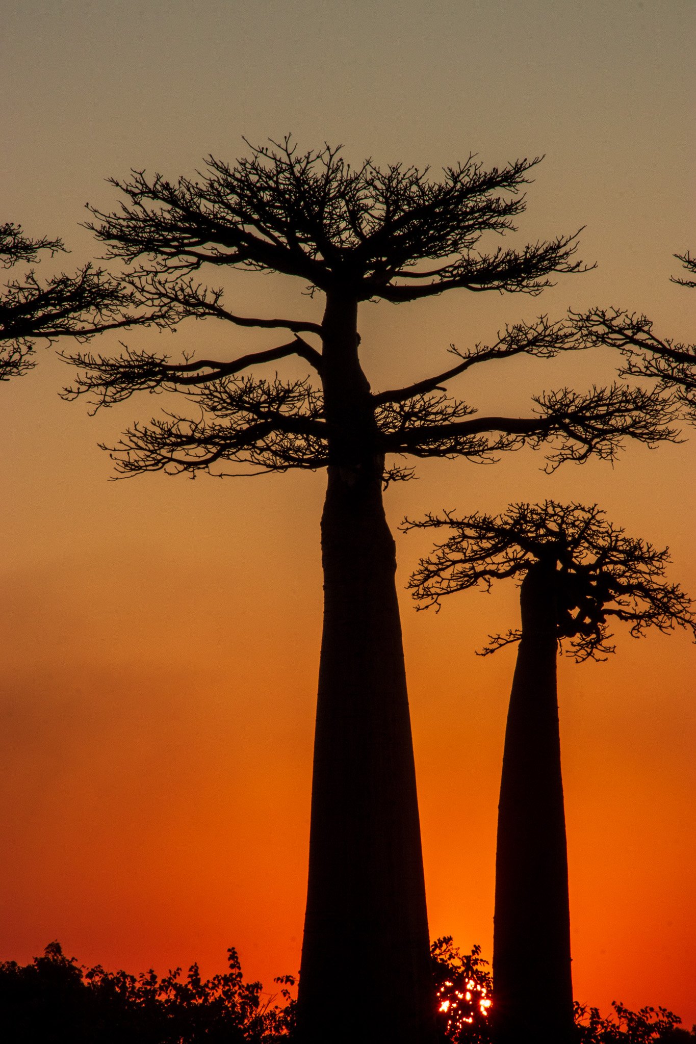_25lug24_baobab144.jpg