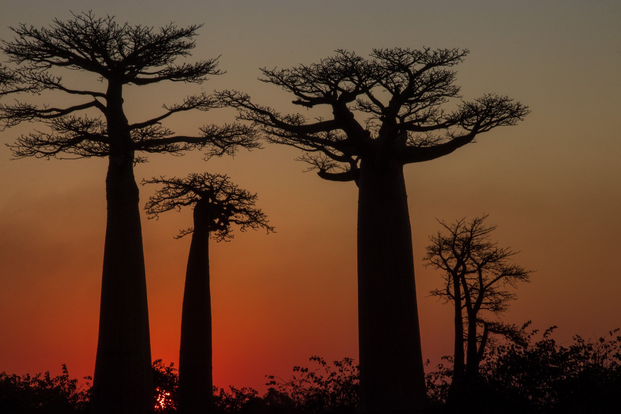 _25lug24_baobab147.jpg
