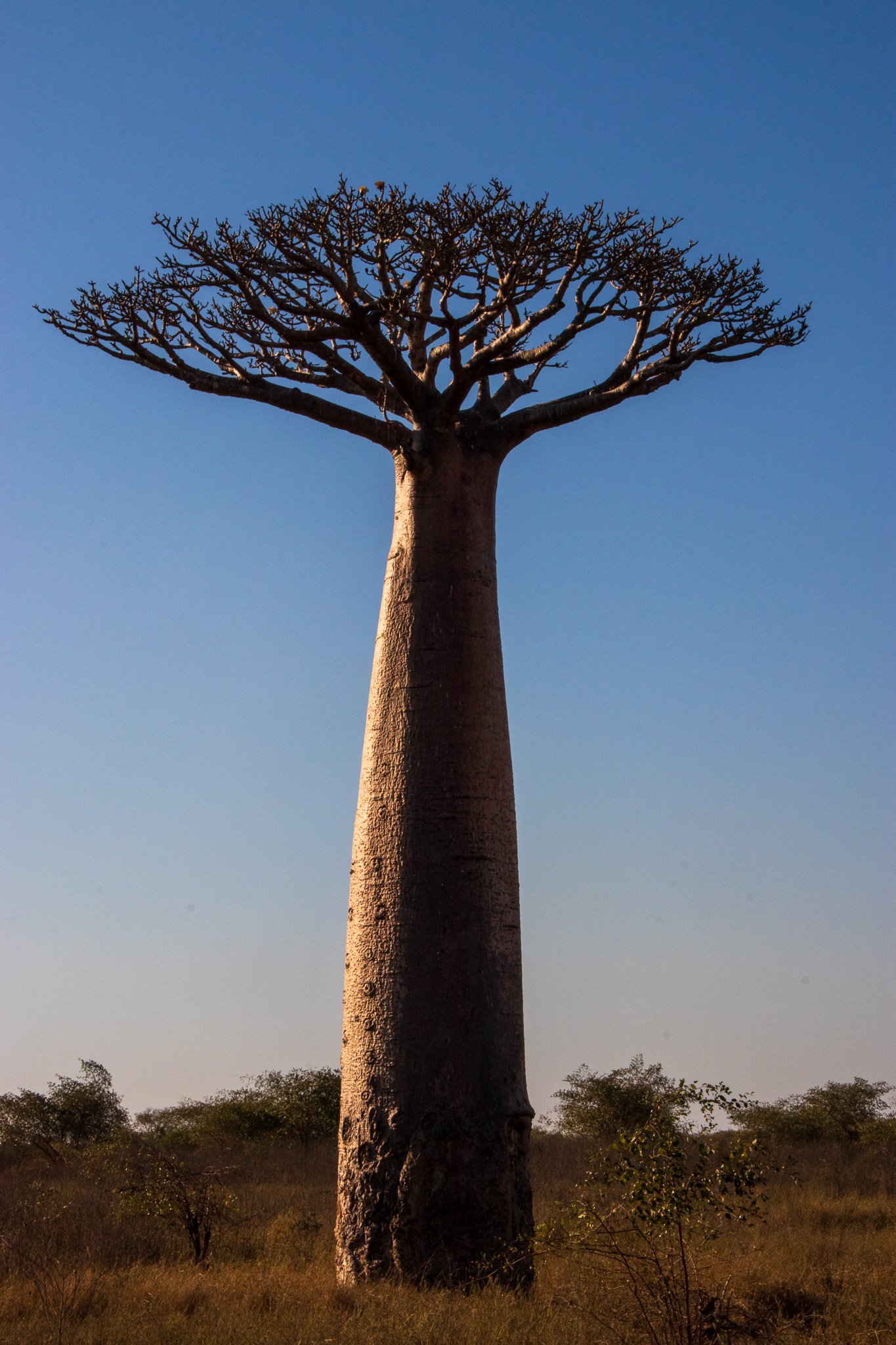 _25lug24_baobab91.jpg