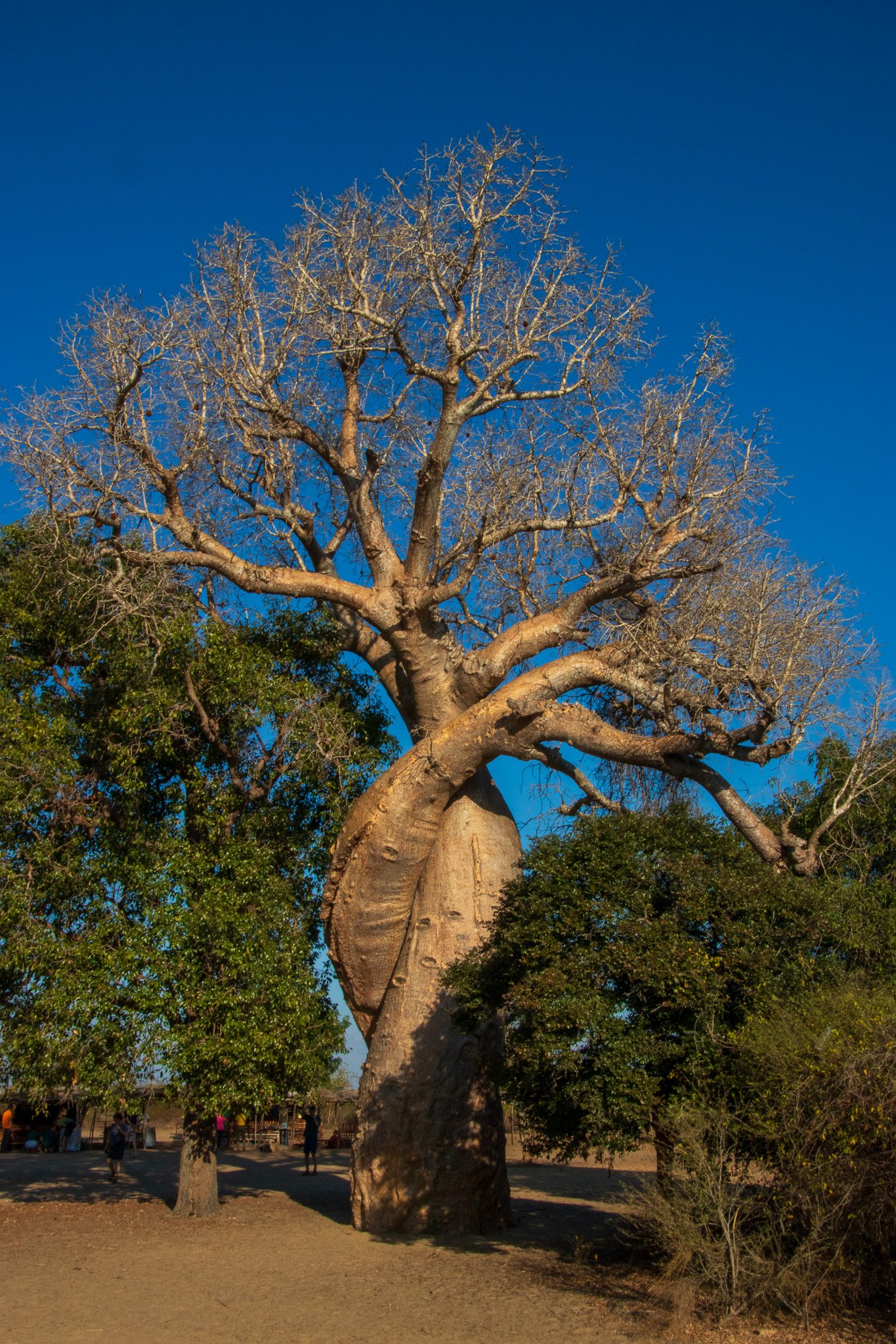 _25lug24_baobab94.jpg