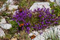 _molisetrek_montecampo_279_small.jpg