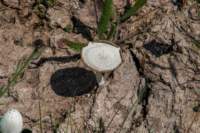 _molisetrek_montecampo_304_small.jpg