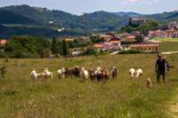 _molisetrek_tratturo_312_small.jpg