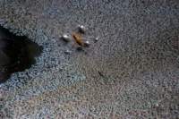 _molisetrek_pesche_360_small.jpg