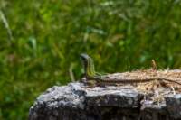 _molisetrek_pesche_365_small.jpg