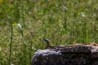 _molisetrek_pesche_366_small.jpg