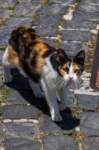 _molisetrek_pesche_373_small.jpg