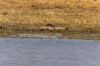 nam220481_small.jpg