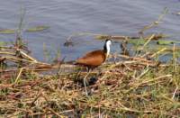nam220485_small.jpg