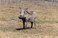 nam220534_small.jpg