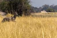 nam220535_small.jpg
