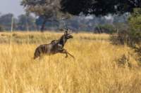 nam220536_small.jpg