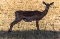 nam220570_small.jpg