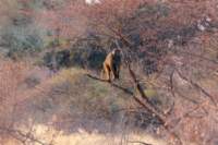 nam220634_small.jpg