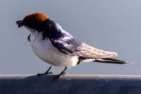 nam220641_small.jpg