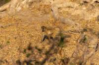 nam220755_small.jpg