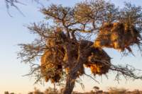 _namibia23ago2514_small.jpg