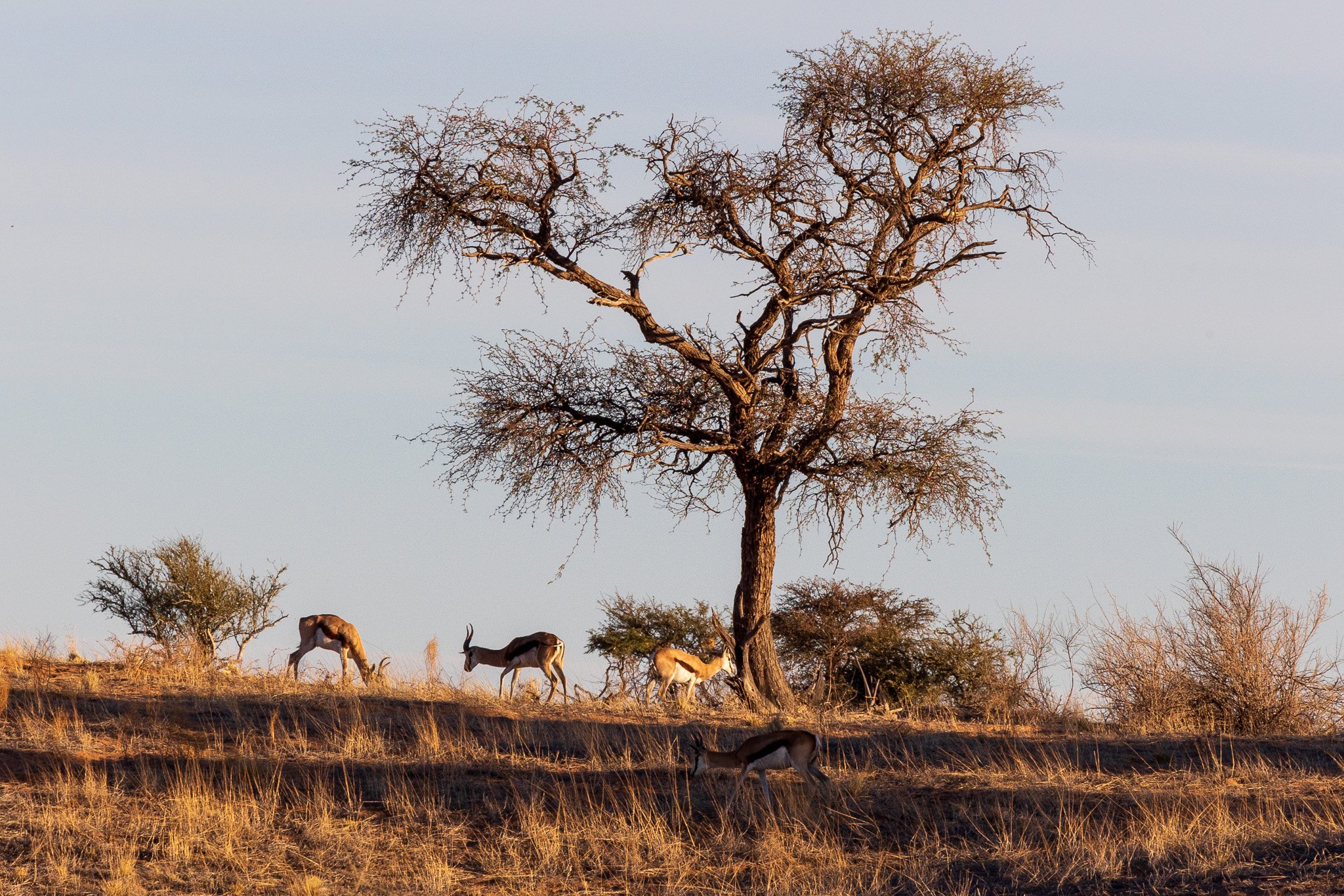 _namibia23ago256.jpg