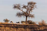 _namibia23ago256_small.jpg