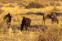 _namibia23ago257_small.jpg