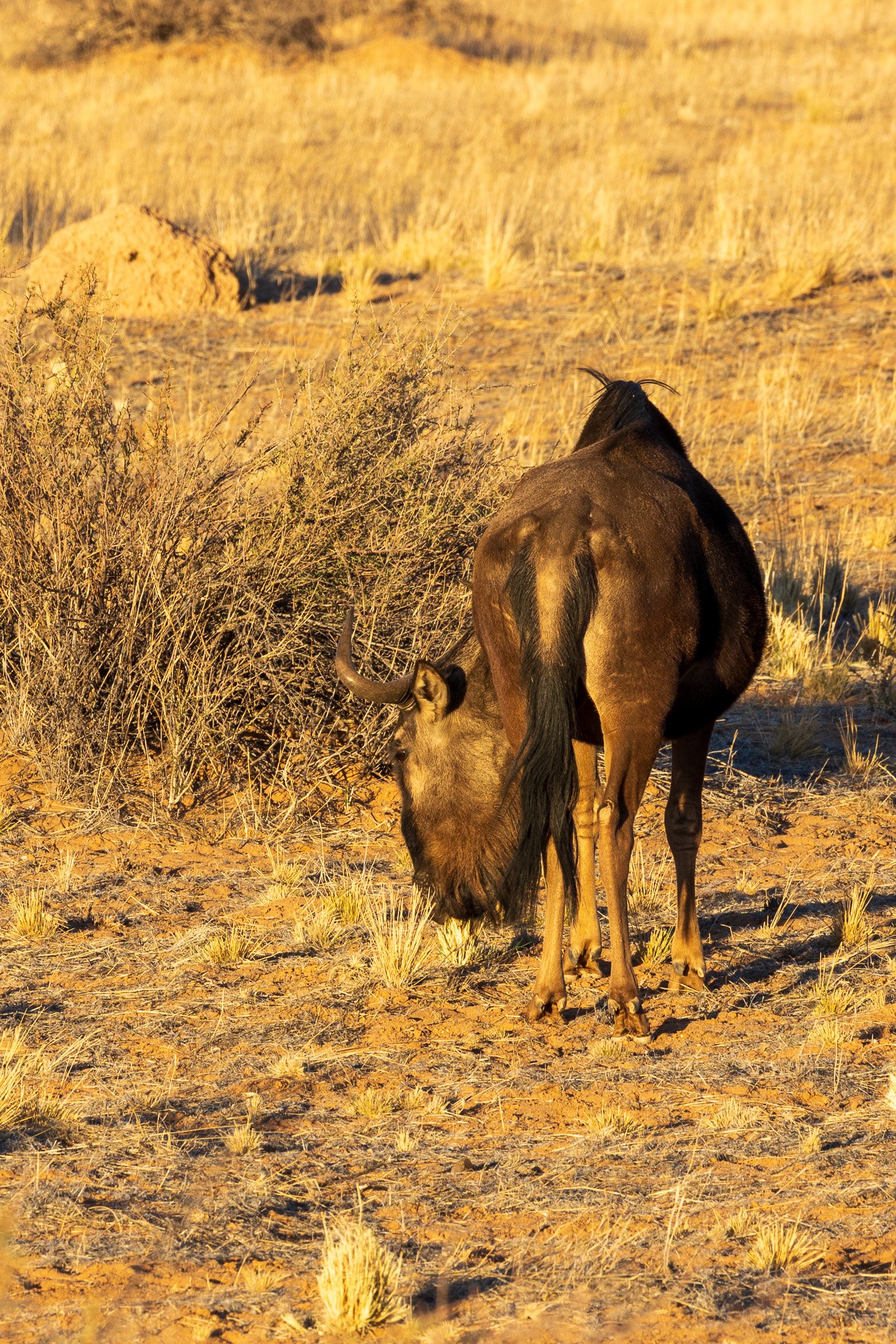 _namibia23ago258.jpg