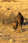 _namibia23ago258_small.jpg