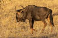 _namibia23ago259_small.jpg