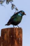 _namibia23ago27105_small.jpg