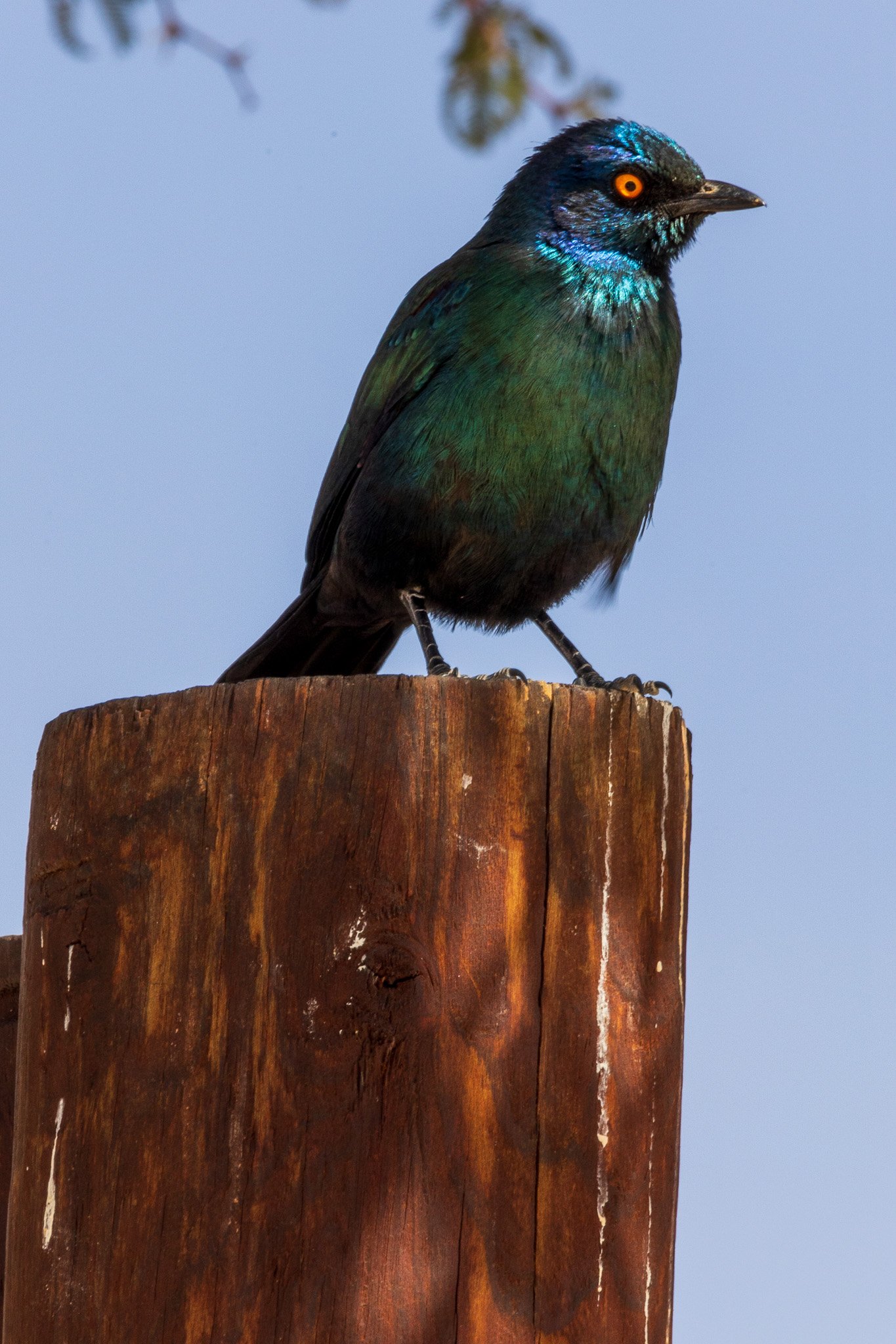_namibia23ago27106.jpg
