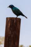 _namibia23ago27107_small.jpg