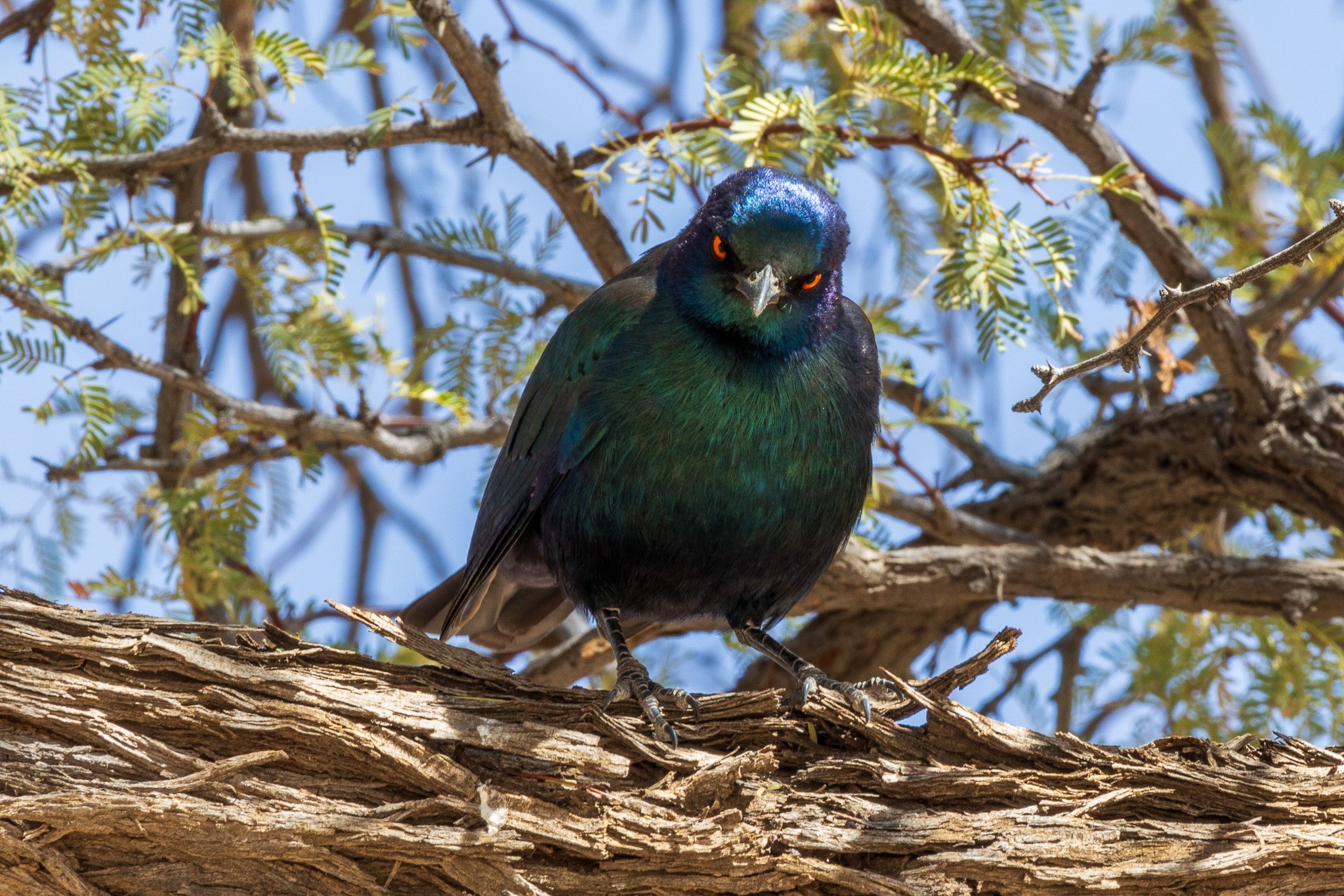 _namibia23ago27108.jpg