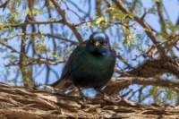 _namibia23ago27109_small.jpg