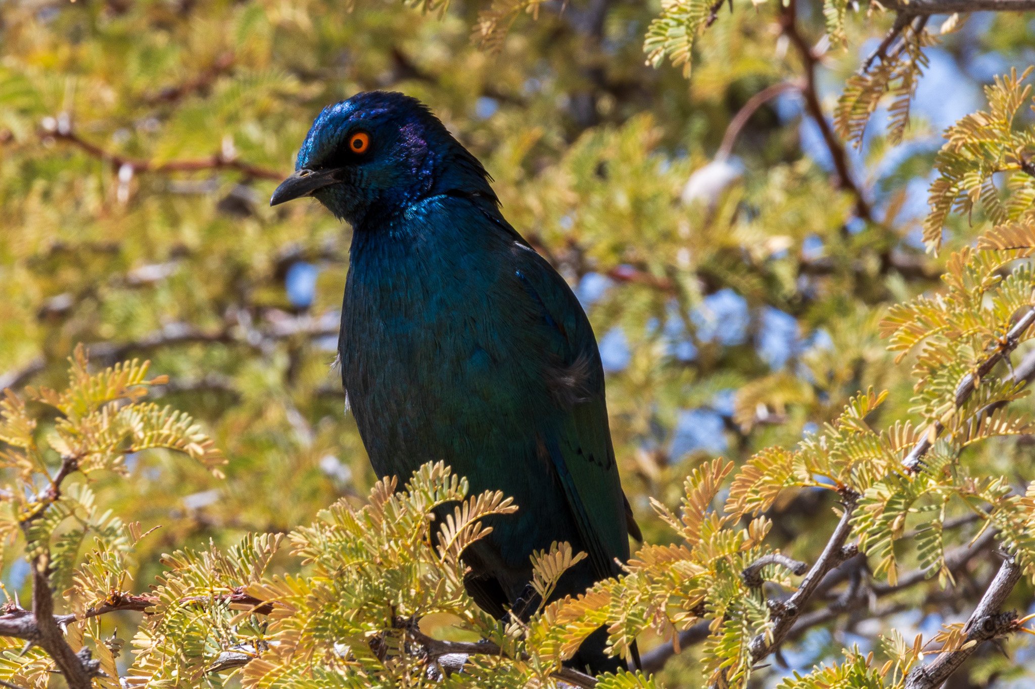 _namibia23ago27110.jpg