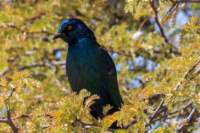 _namibia23ago27110_small.jpg